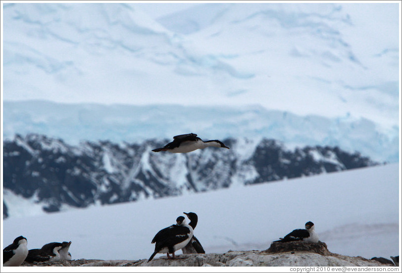 Cormorants, one flying.