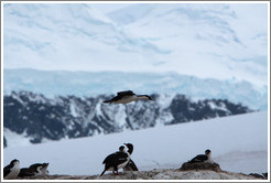 Cormorants, one flying.