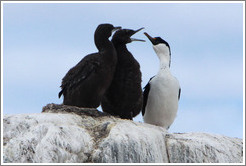 Three Cormorants.