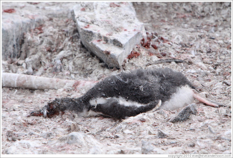 Dead baby Gentoo Penguin.