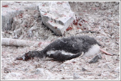 Dead baby Gentoo Penguin.