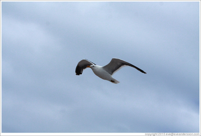 Kelp Gull flying.