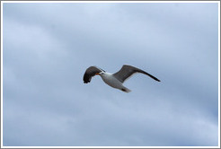 Kelp Gull flying.