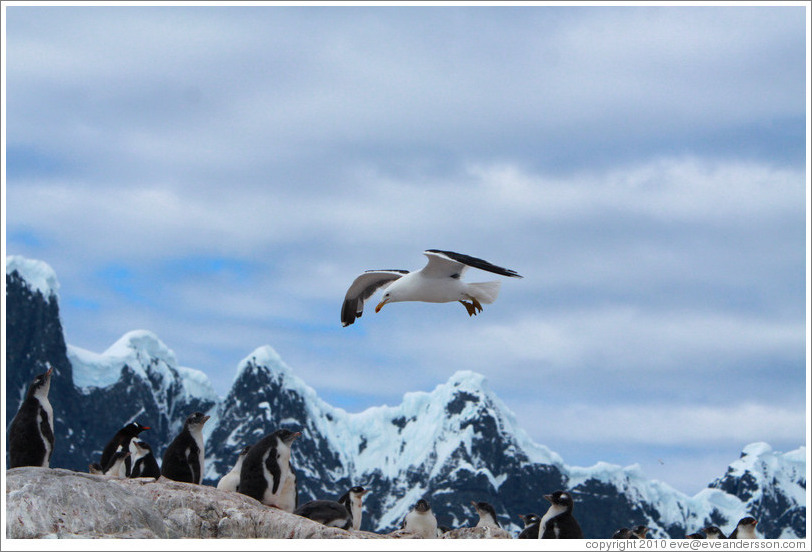 Kelp Gull flying over Gentoo Penguins.