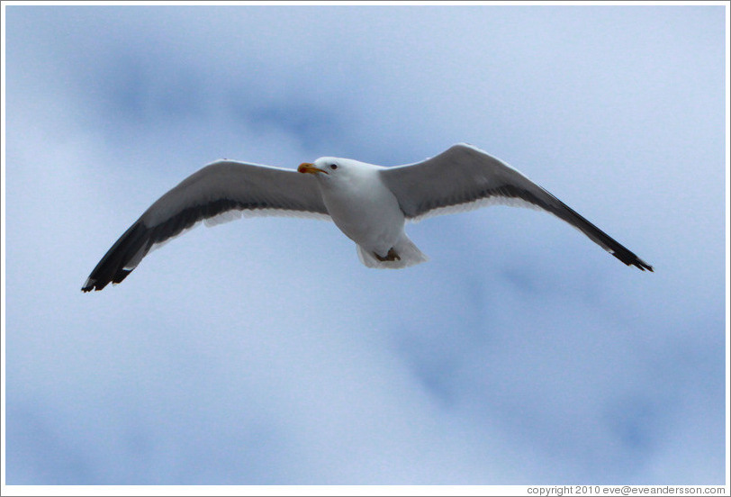 Kelp Gull flying.