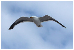 Kelp Gull flying.