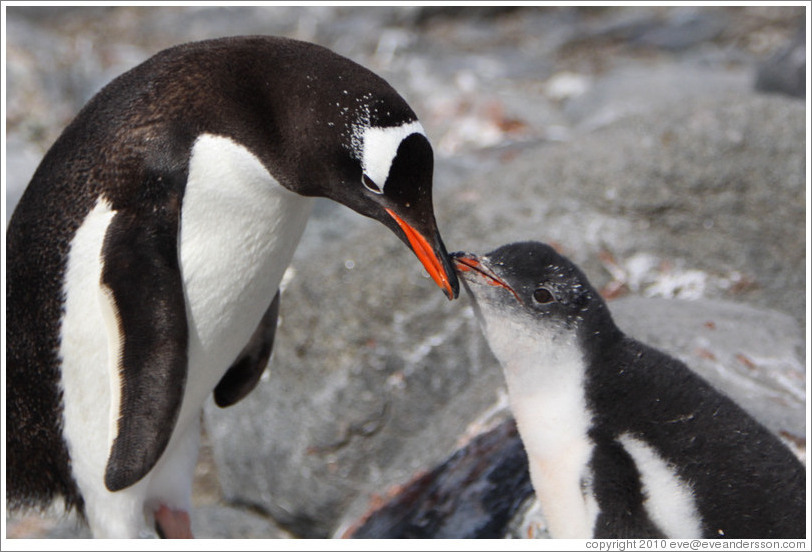 Parent and baby Gentoo Penguin.