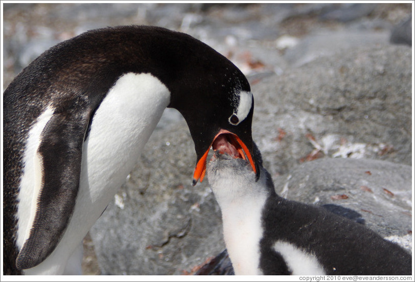 Parent feeding baby Gentoo Penguin.