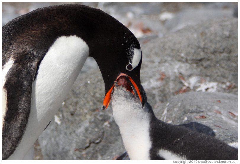 Parent feeding baby Gentoo Penguin.