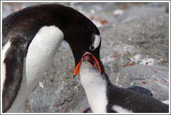 Parent feeding baby Gentoo Penguin.