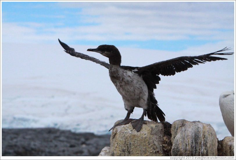 Ragged Cormorant.