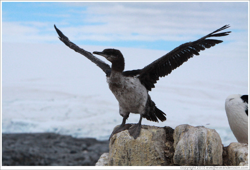 Ragged Cormorant attempting to take off.