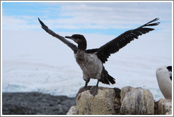 Ragged Cormorant attempting to take off.