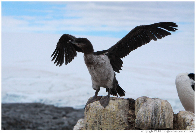 Ragged Cormorant attempting to take off.