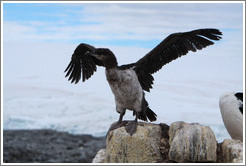 Ragged Cormorant attempting to take off.