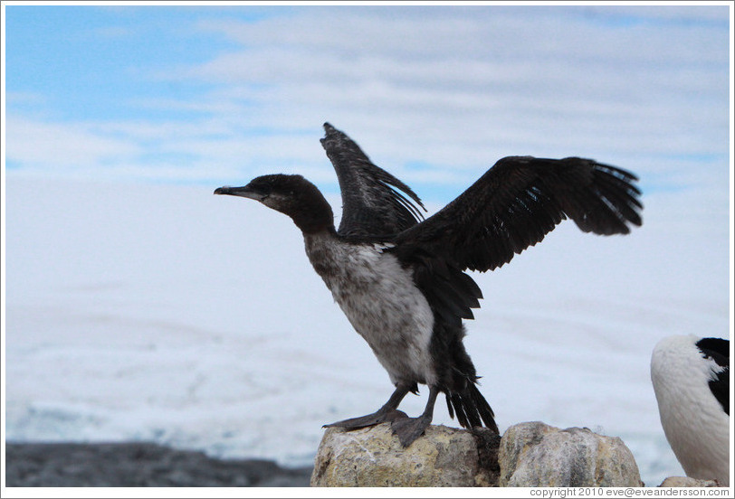 Ragged Cormorant attempting to take off.