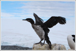 Ragged Cormorant attempting to take off.