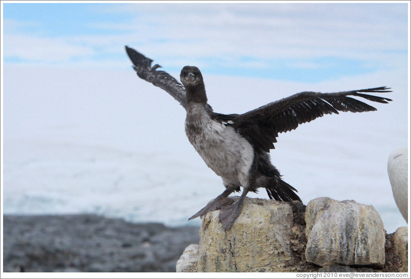 Ragged Cormorant attempting to take off.