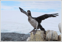 Ragged Cormorant attempting to take off.