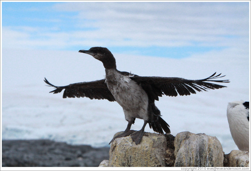 Ragged Cormorant attempting to take off.