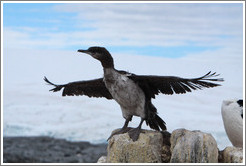 Ragged Cormorant attempting to take off.