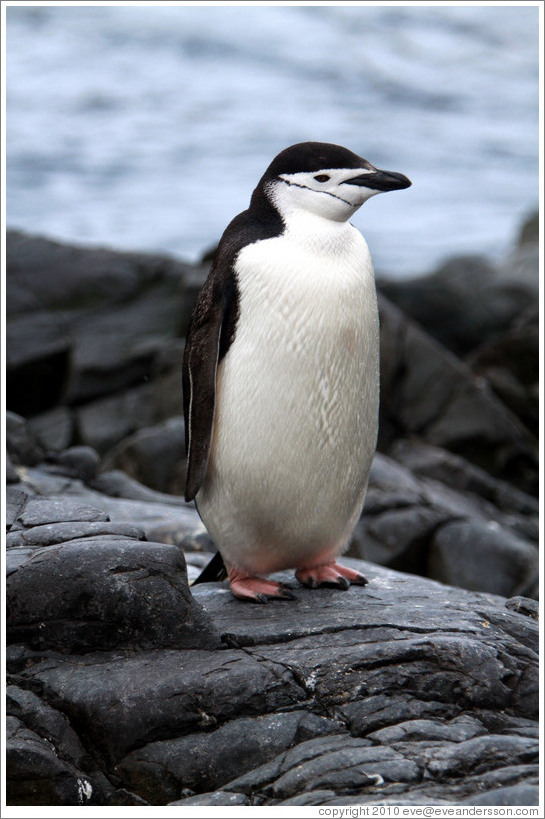 Chinstrap Penguin standing on a rock.