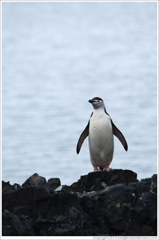 Chinstrap Penguin standing on a rock.