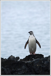 Chinstrap Penguin standing on a rock.