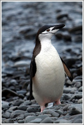 Chinstrap Penguin.