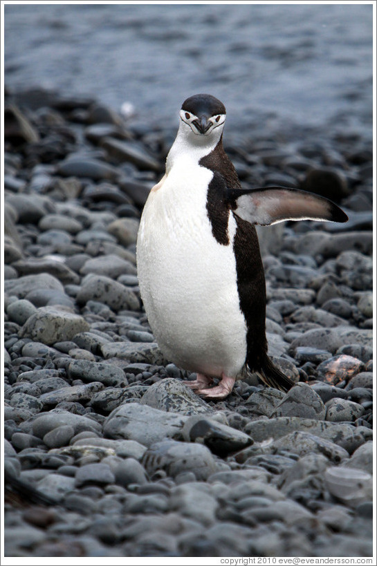 Chinstrap Penguin.