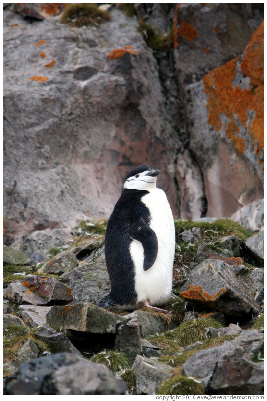 Chinstrap Penguin among mossy rocks.