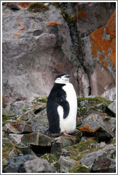 Chinstrap Penguin among mossy rocks.