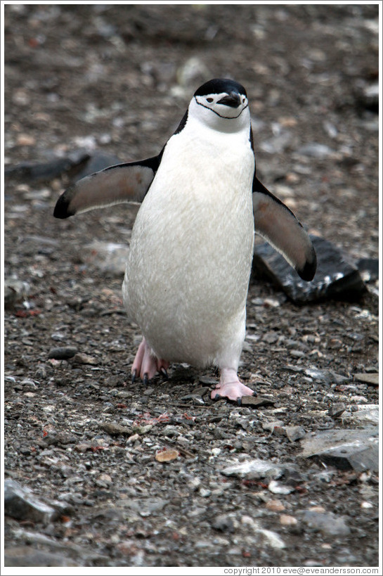 Chinstrap Penguin walking.