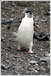 Chinstrap Penguin walking.