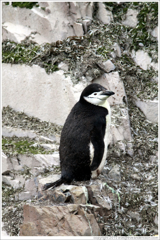 Chinstrap Penguin.