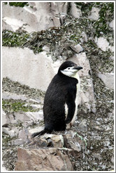 Chinstrap Penguin.