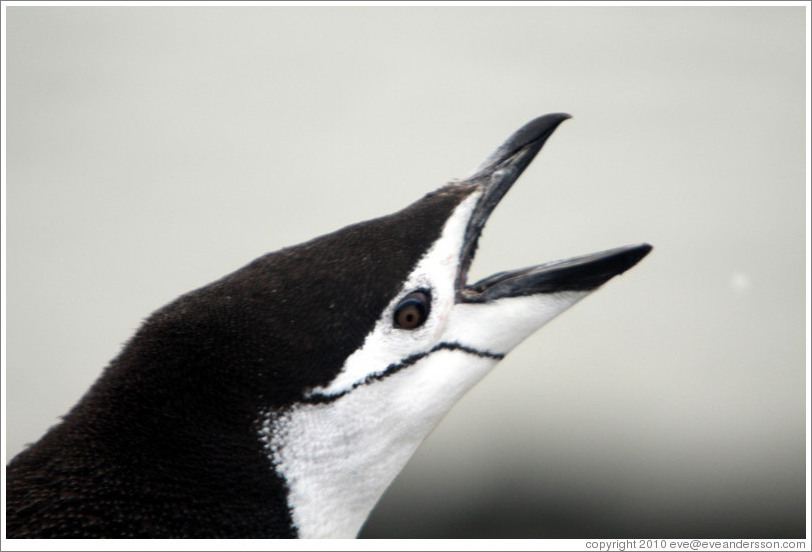 Chinstrap Penguin calling.