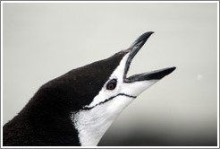 Chinstrap Penguin calling.