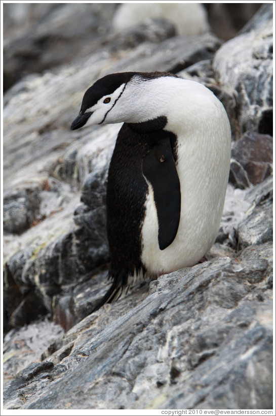 Chinstrap Penguin.