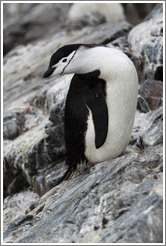 Chinstrap Penguin.