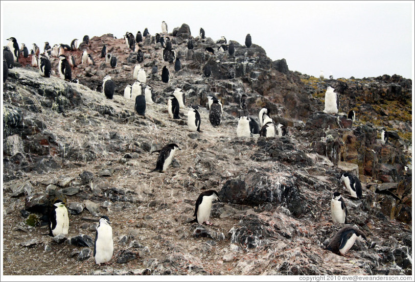 Chinstrap Penguins.