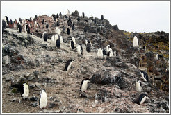 Chinstrap Penguins.