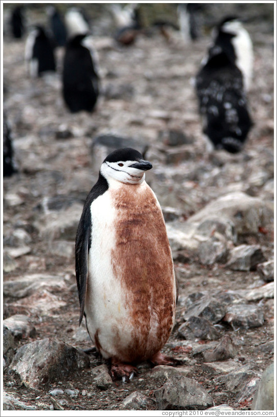 Dirty Chinstrap Penguin.