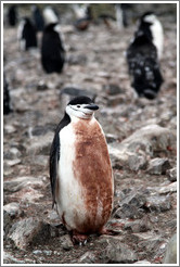 Dirty Chinstrap Penguin.