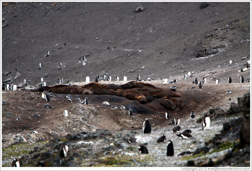 Young Elephant Seals surrounded by Chinstrap Penguins.