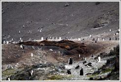 Young Elephant Seals surrounded by Chinstrap Penguins.