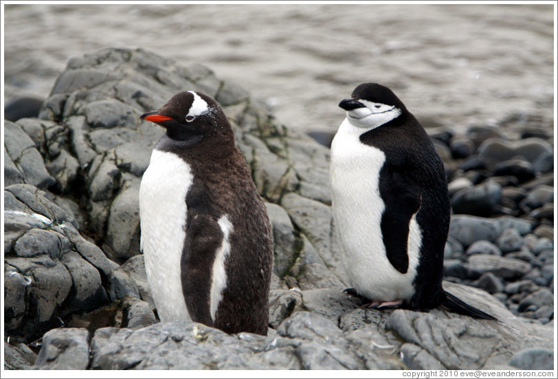One Gentoo Penguin and one Chinstrap Penguin.