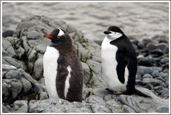 One Gentoo Penguin and one Chinstrap Penguin.