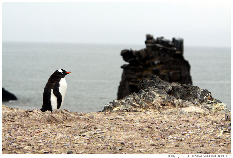 Gentoo Penguin and black rock.