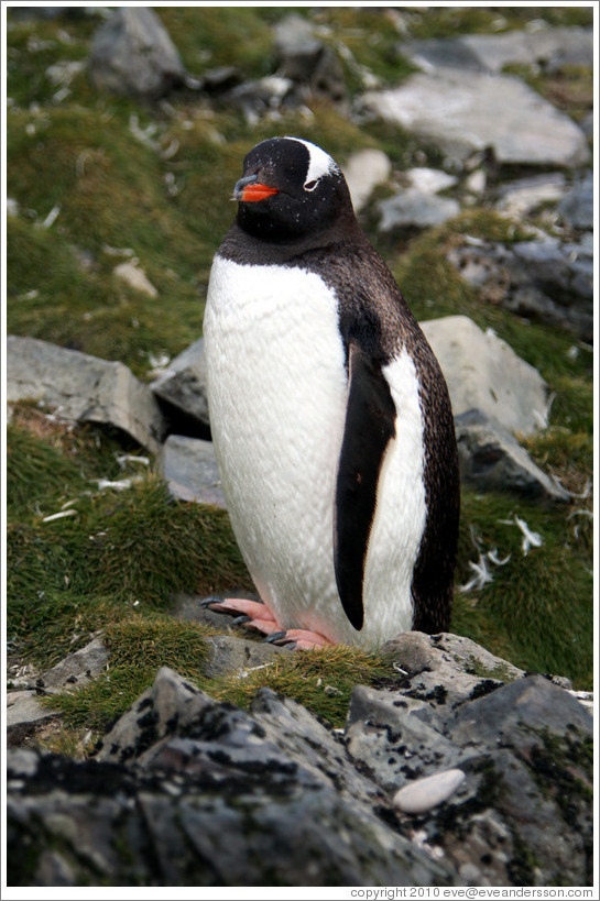 Gentoo Penguin among moss-covered rocks.